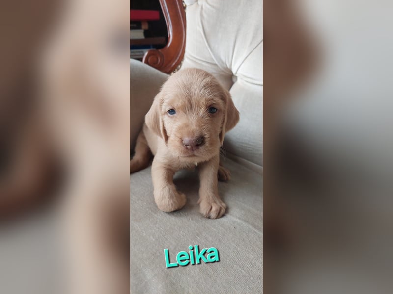 Magyar Vizsla Drahthaar Welpen suchen liebevolles Zuhause