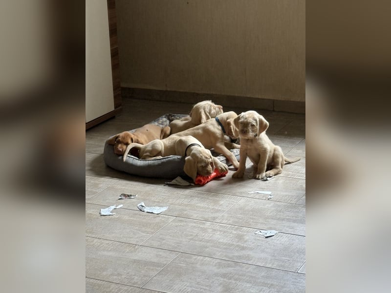 Magyar Vizsla Drahthaar Welpen suchen liebevolles Zuhause