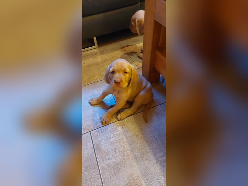 Magyar Vizsla Drahthaar Welpen suchen liebevolles Zuhause