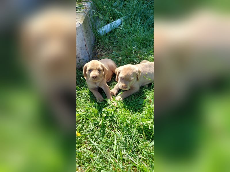 Magyar Vizsla Drahthaar Welpen suchen liebevolles Zuhause