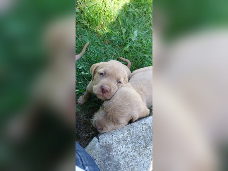 Magyar Vizsla Drahthaar Welpen suchen liebevolles Zuhause