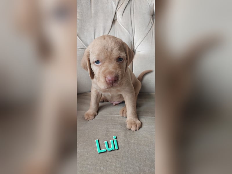 Magyar Vizsla Drahthaar Welpen suchen liebevolles Zuhause