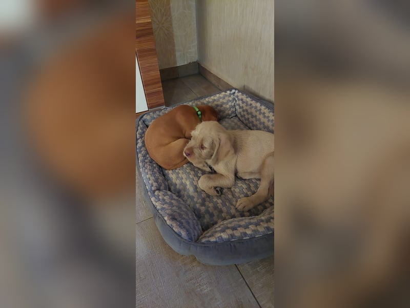 Magyar Vizsla Drahthaar Welpen suchen liebevolles Zuhause