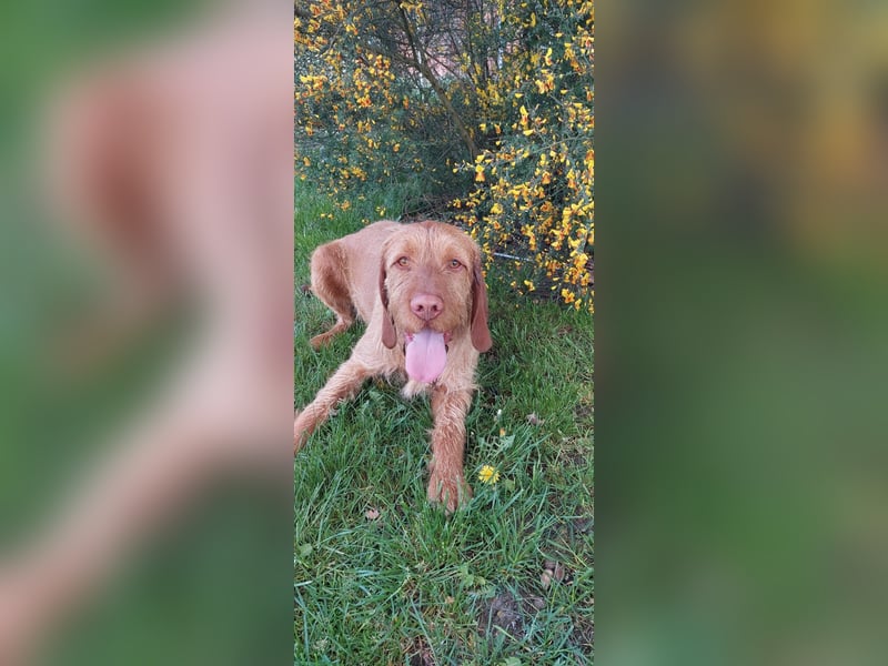 Magyar Vizsla Drahthaar Welpen suchen liebevolles Zuhause