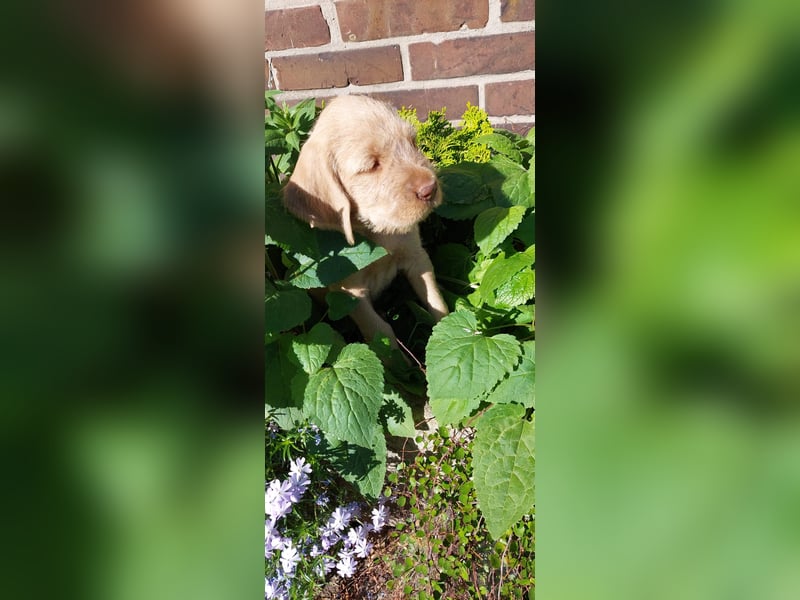 Magyar Vizsla Drahthaar Welpen suchen liebevolles Zuhause