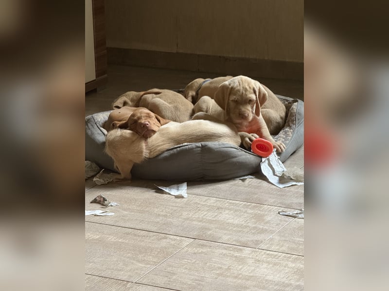 Magyar Vizsla Drahthaar Welpen suchen liebevolles Zuhause
