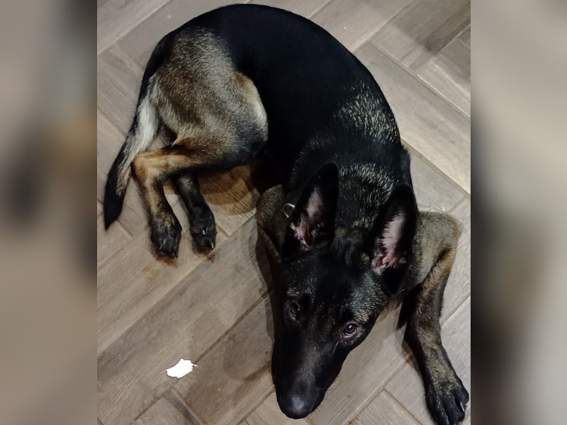 Belgischer Schäferhund Mali Belgischer Schäferhund Mali