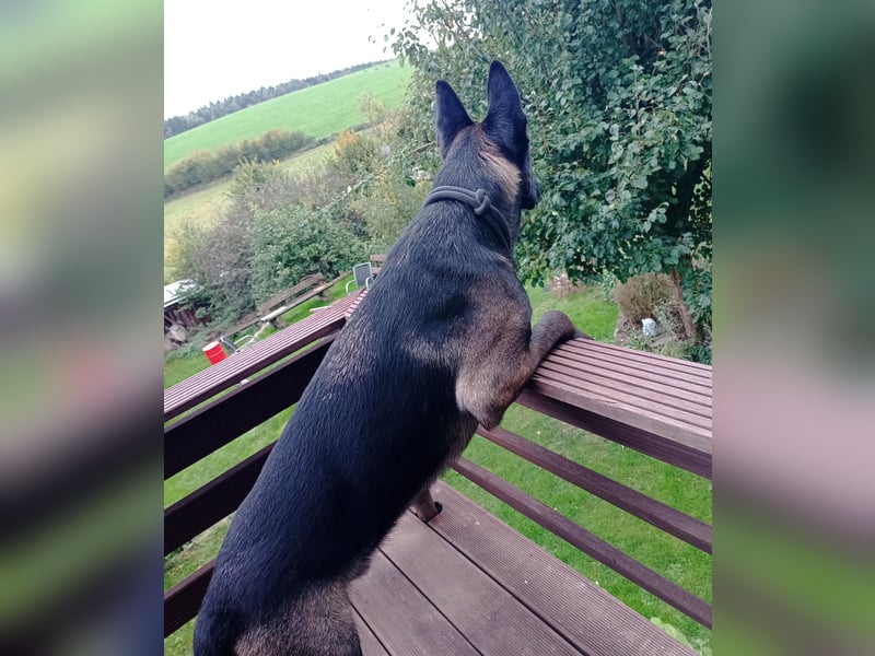 Belgischer Schäferhund Mali Belgischer Schäferhund Mali