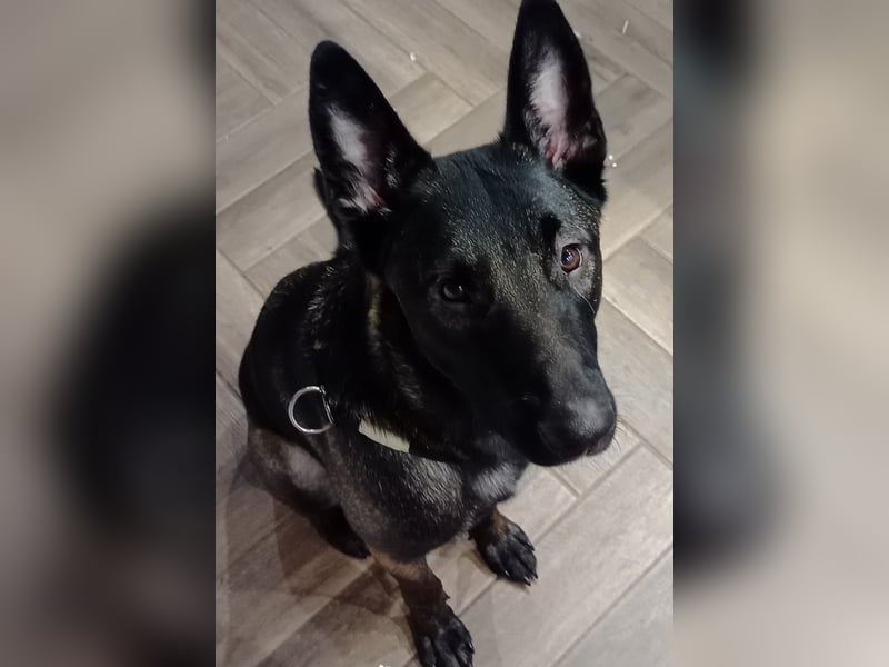 Belgischer Schäferhund Mali Belgischer Schäferhund Mali