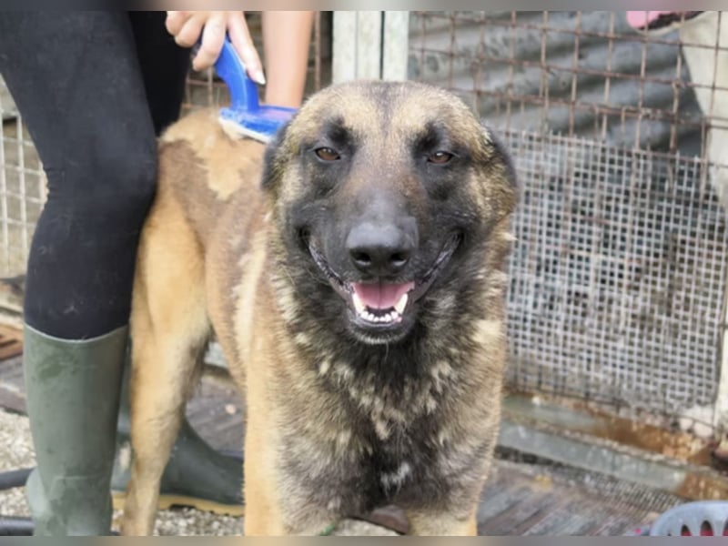 Agus- Sanfte Seele in Wolfoptik sucht eigenes Zuhause!