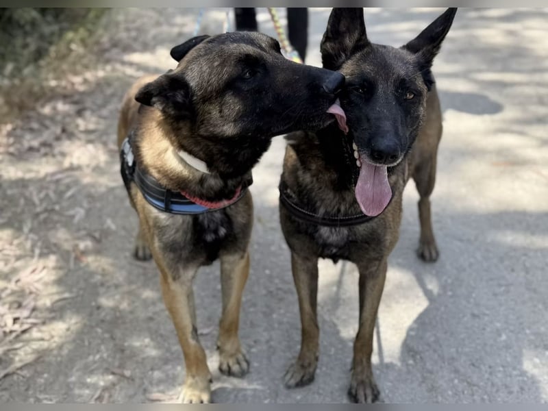 Agus- Sanfte Seele in Wolfoptik sucht eigenes Zuhause!