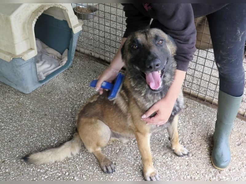 Agus- Sanfte Seele in Wolfoptik sucht eigenes Zuhause!