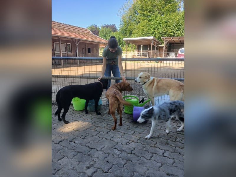 Sensible, verschmuste Malinois Hündin Sensible, verschmuste Malinois Hündin