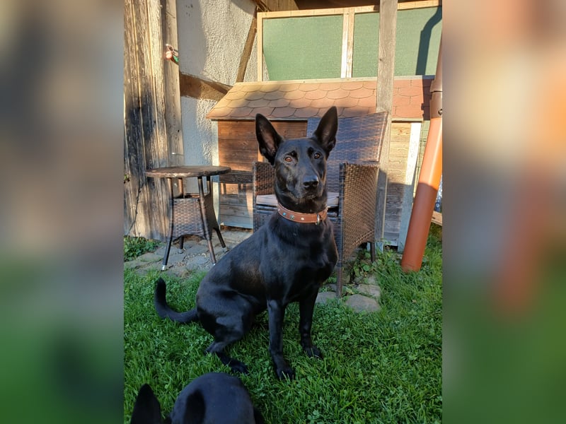 Sensible, verschmuste Malinois Hündin Sensible, verschmuste Malinois Hündin