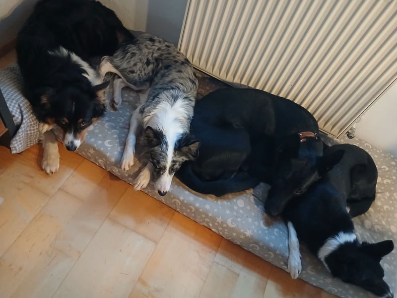 Sensible, verschmuste Malinois Hündin Sensible, verschmuste Malinois Hündin