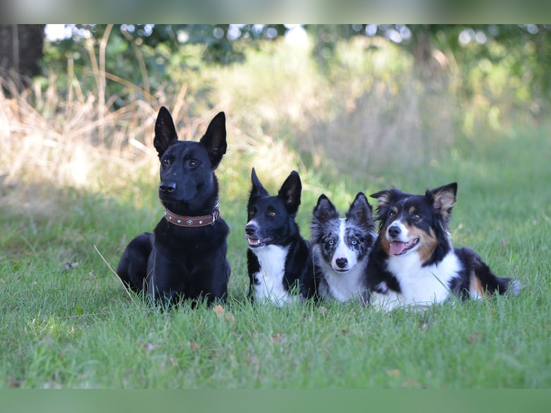 Sensible, verschmuste Malinois Hündin Sensible, verschmuste Malinois Hündin