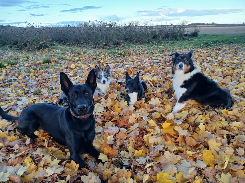 Sensible, verschmuste Malinois Hündin Sensible, verschmuste Malinois Hündin