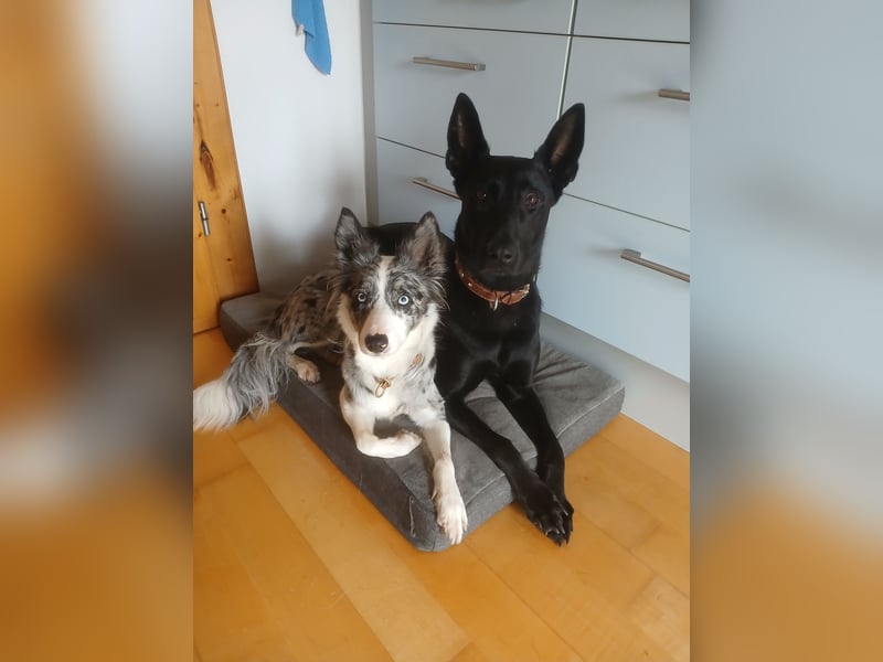 Sensible, verschmuste Malinois Hündin Sensible, verschmuste Malinois Hündin