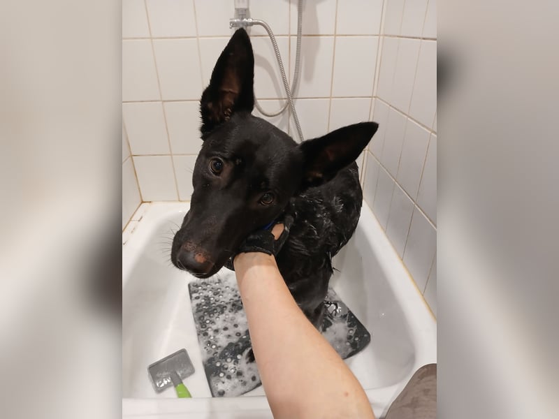 Sensible, verschmuste Malinois Hündin Sensible, verschmuste Malinois Hündin