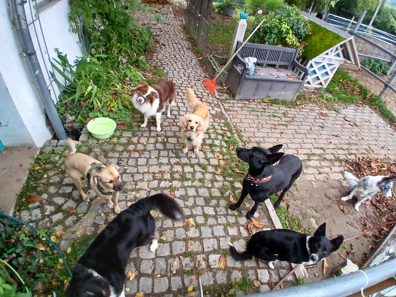 Sensible, verschmuste Malinois Hündin Sensible, verschmuste Malinois Hündin