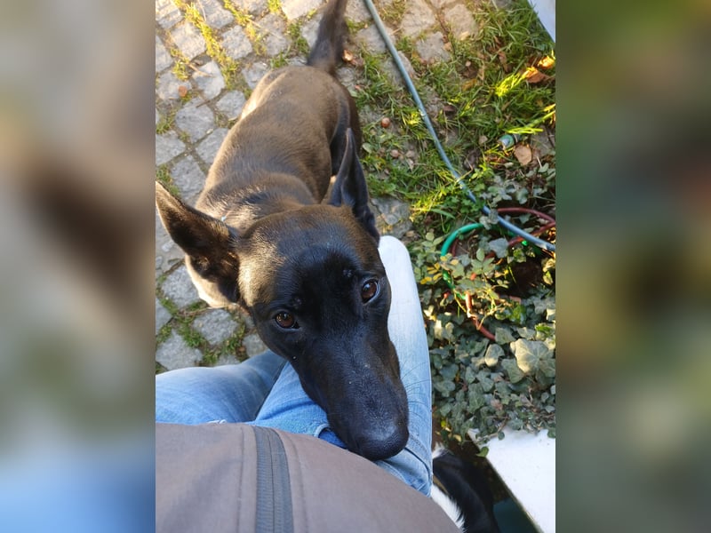 Sensible, verschmuste Malinois Hündin Sensible, verschmuste Malinois Hündin