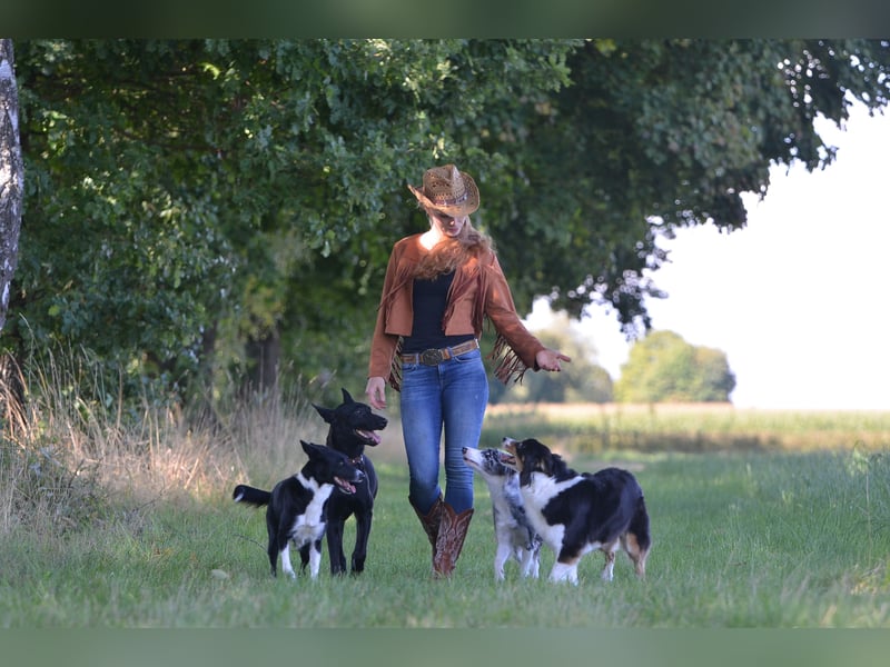 Sensible, verschmuste Malinois Hündin Sensible, verschmuste Malinois Hündin