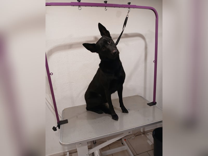 Sensible, verschmuste Malinois Hündin Sensible, verschmuste Malinois Hündin