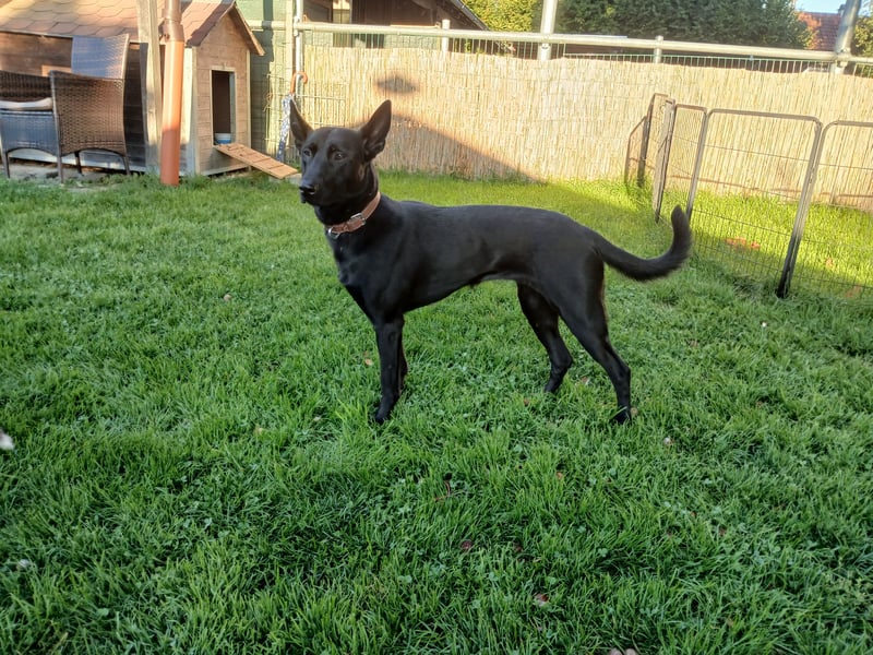 Sensible, verschmuste Malinois Hündin Sensible, verschmuste Malinois Hündin