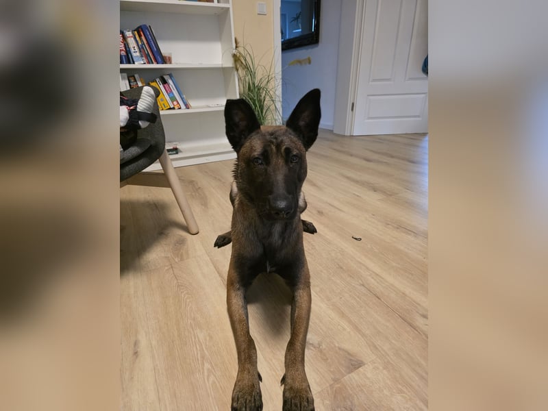 Malinois sucht ein neues zu Hause 