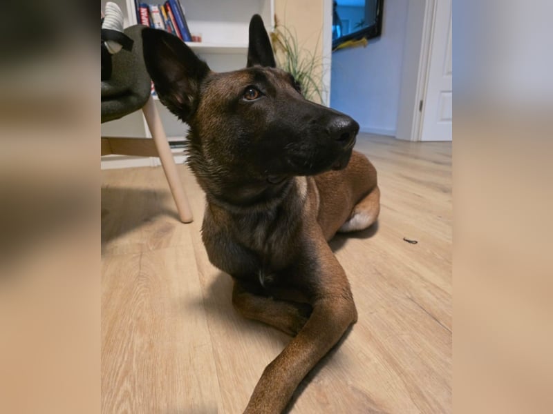 Malinois Verkauf aus familiären Gründen
