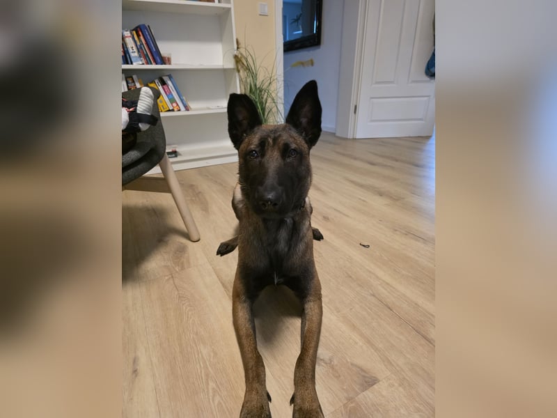 Malinois Verkauf aus familiären Gründen