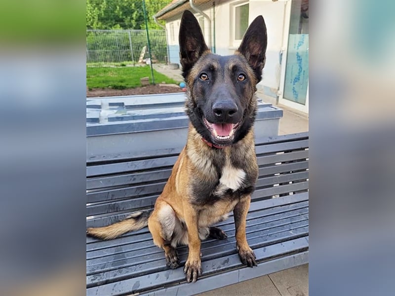 Tony, Malinois, geb. 2021, sucht geduldige und hundeerfahrene Besitzer