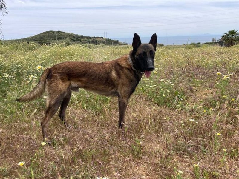 Malibu (Spanien) - ein sehr lieber und sanfter Rüde