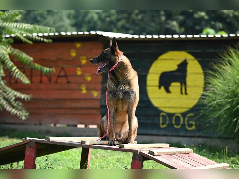 Yale - ehemaliger Spürhund
