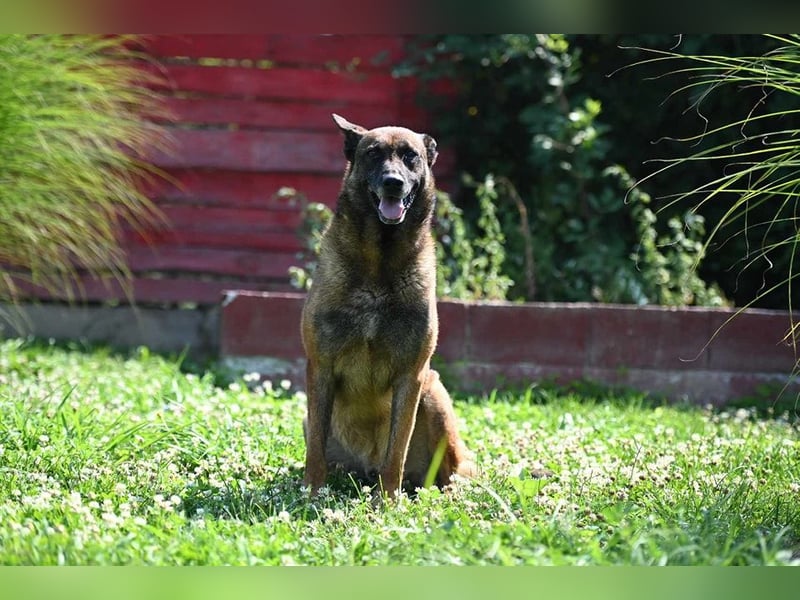 Yale - ehemaliger Spürhund