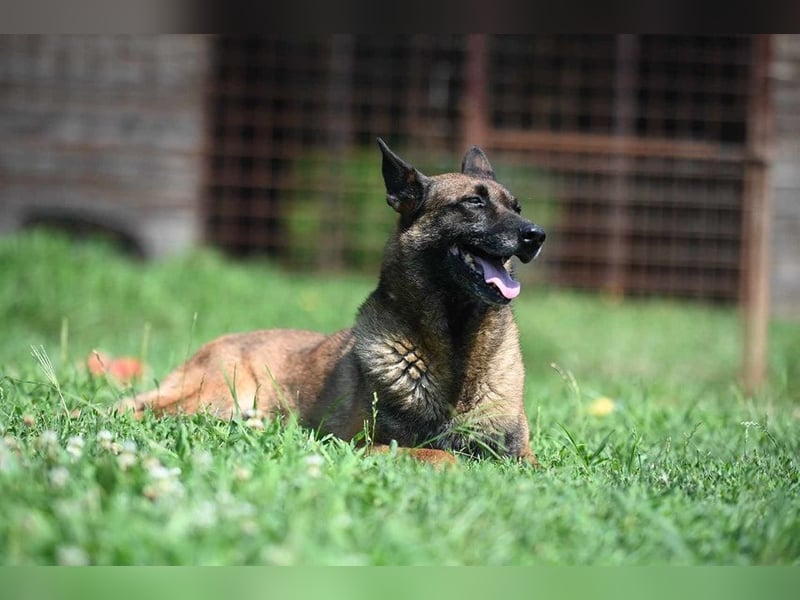 Yale - ehemaliger Spürhund