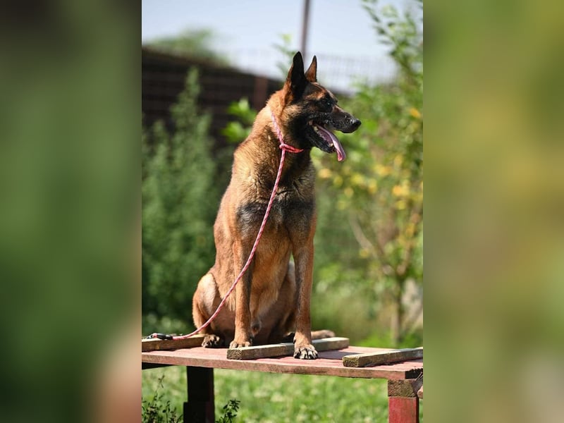 Yale - ehemaliger Spürhund