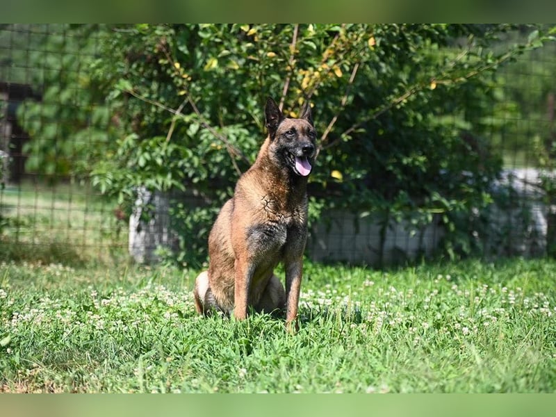 Yale - ehemaliger Spürhund