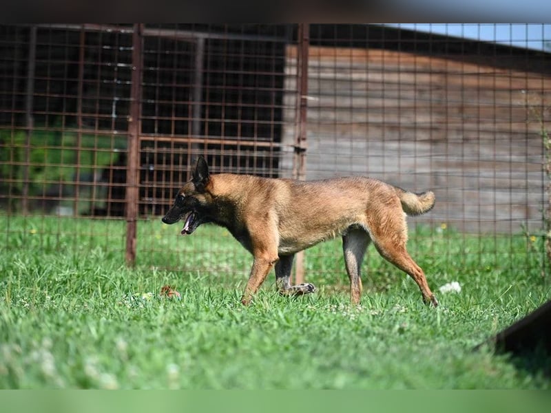 Yale - ehemaliger Spürhund
