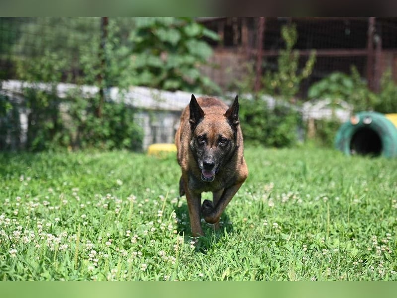 Yale - ehemaliger Spürhund