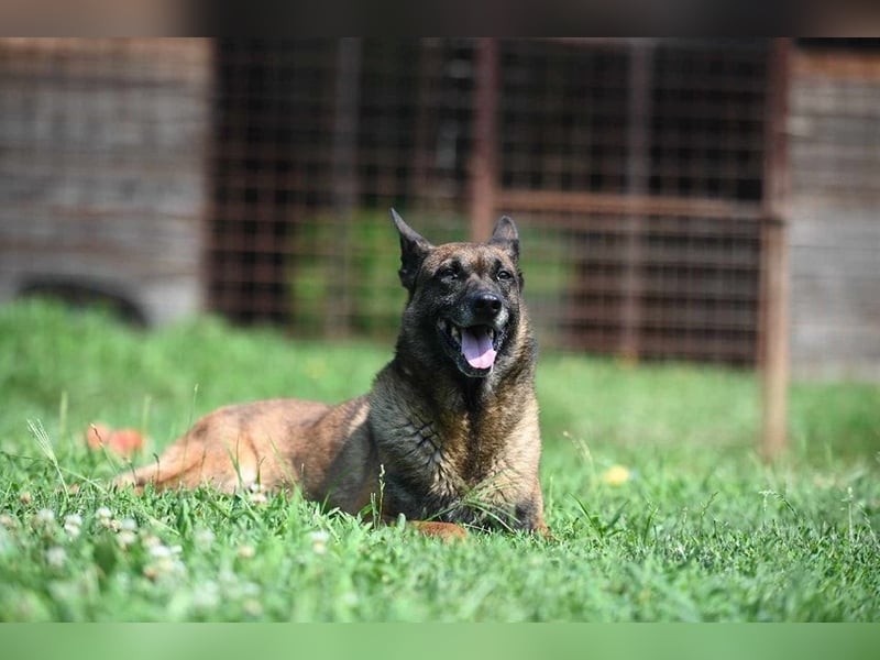 Yale - ehemaliger Spürhund