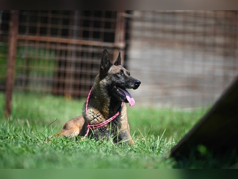 Yale - ehemaliger Spürhund