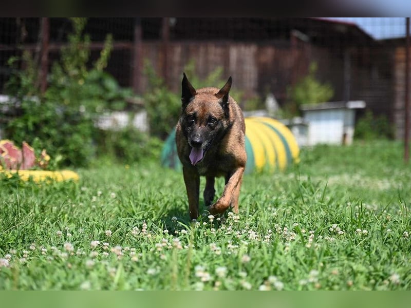 Yale - ehemaliger Spürhund
