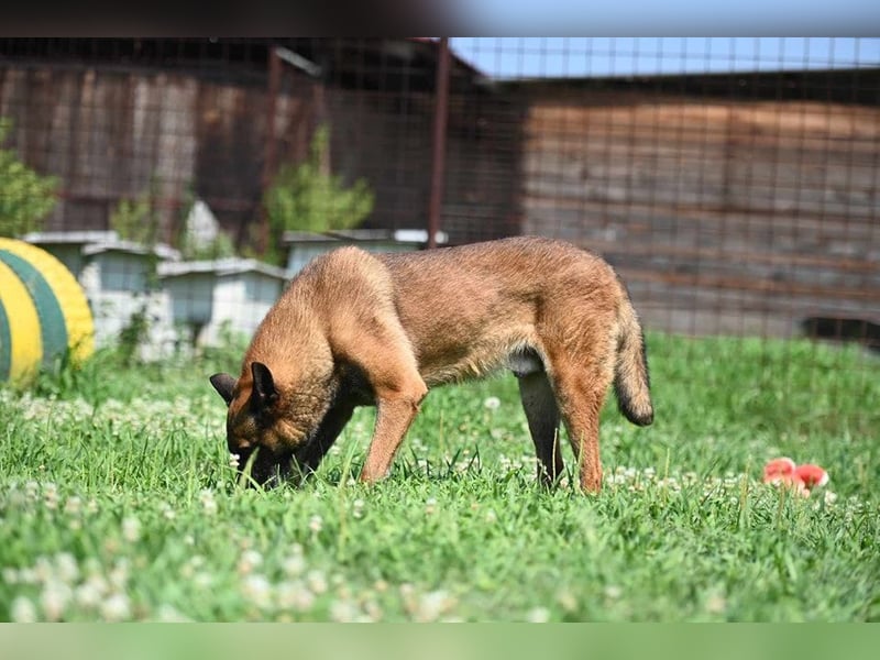 Yale - ehemaliger Spürhund