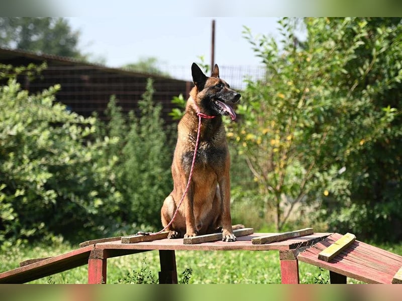 Yale - ehemaliger Spürhund