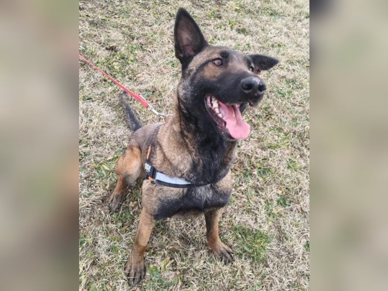 Malinois Brita ❤️ sucht aktive Familie