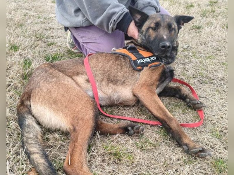 Malinois Brita ❤️ sucht aktive Familie