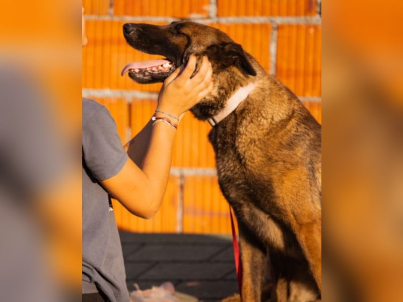 Malinois Brita ❤️ sucht aktive Familie