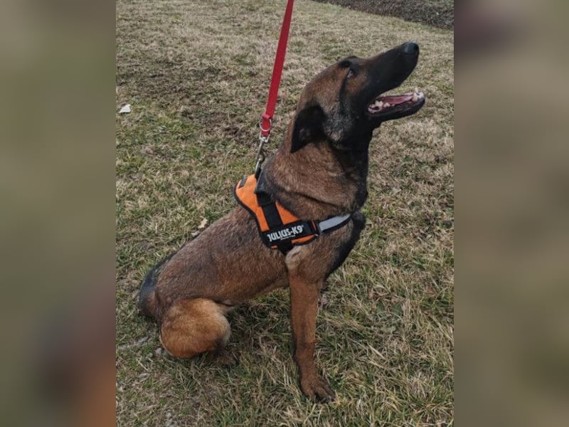 Malinois Brita ❤️ sucht aktive Familie