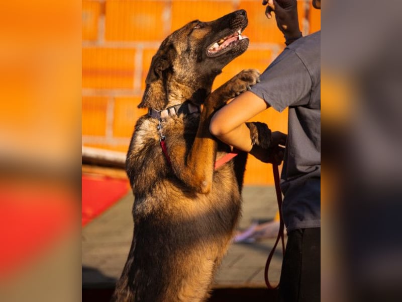 Malinois Brita ❤️ sucht aktive Familie